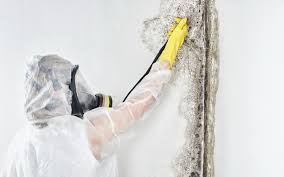 Best Attic Mold Removal  in USA